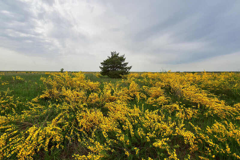 дрок, дрок донской, россия, волгоград Дрок донской фото превью