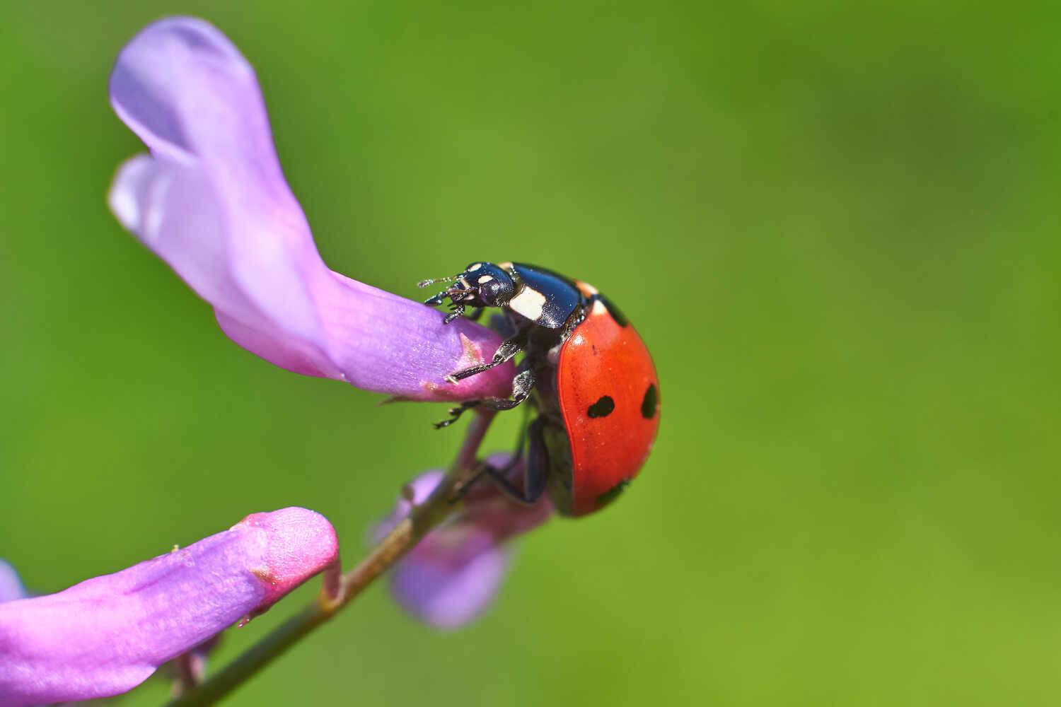 Coccinella septempunctata, Семиточечная Коровка, Павел Сторчилов