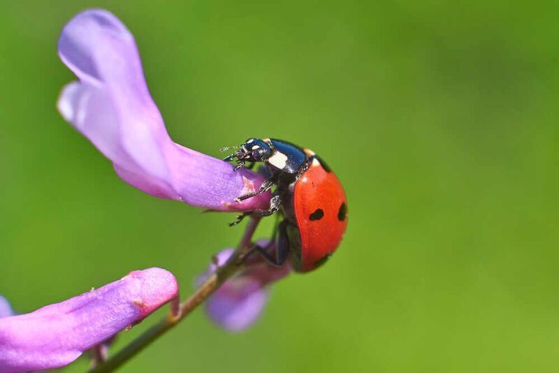 Coccinella septempunctata, Семиточечная Коровка Coccinella septempunctata фото превью