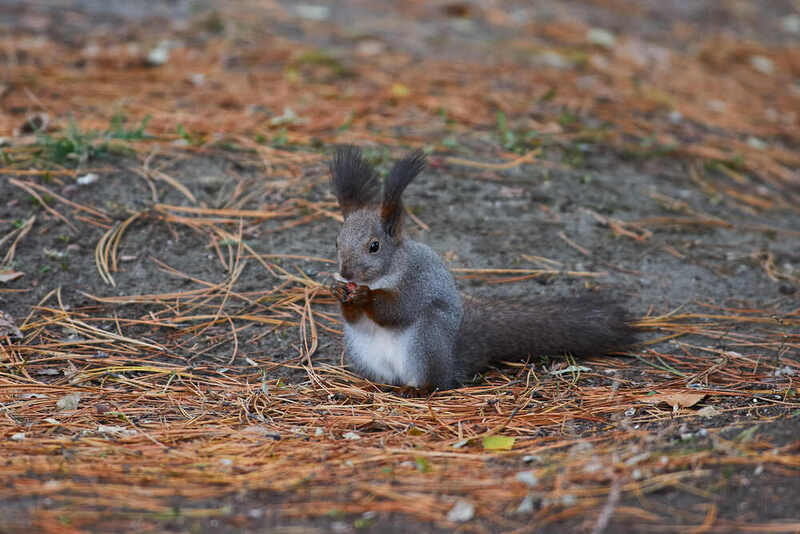 Sciurus vulgaris, белка, обыкновенная белка Sciurus vulgaris фото превью