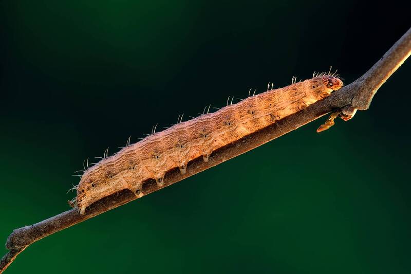 Первый луч фото превью