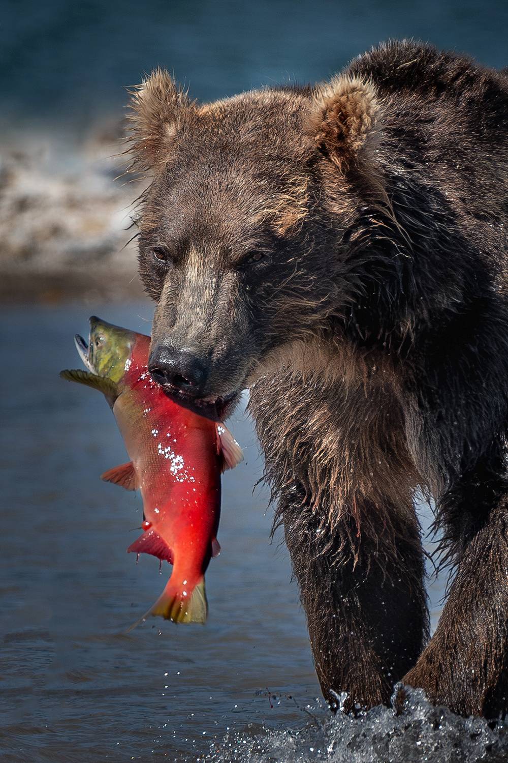 камчатка, Будьков Денис