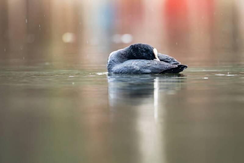 лысуха, водоплавающие, птицы, птицы москвы, природа россии, природа европы, парки, терлецкий парк, живая природа, весна, апрель, фотоохота, орнитология Лысуха. фото превью