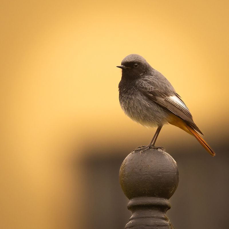 Domestic redstart фото превью