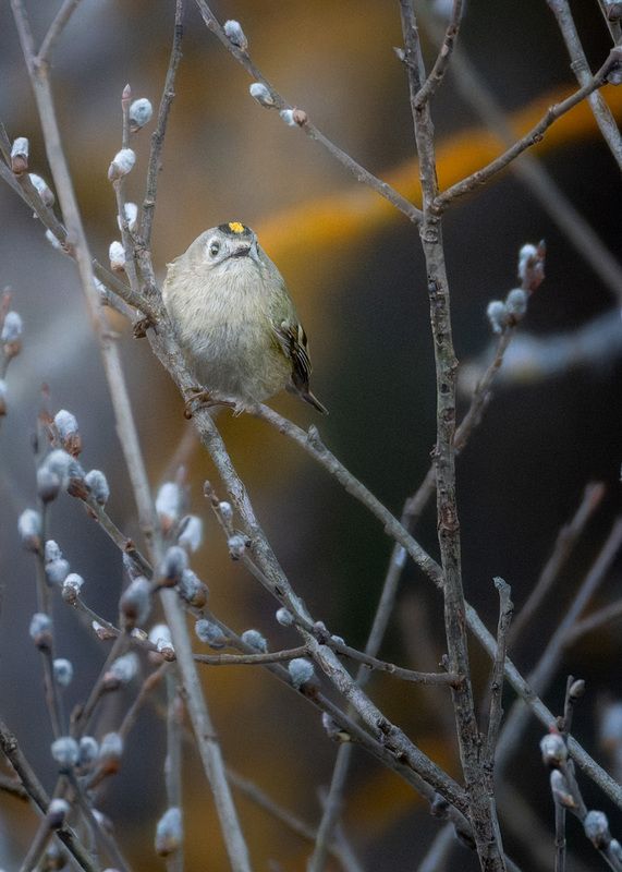 Королёк фото превью