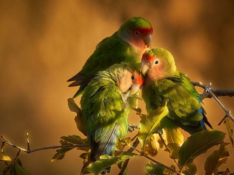 Намибийские истории...  фото превью