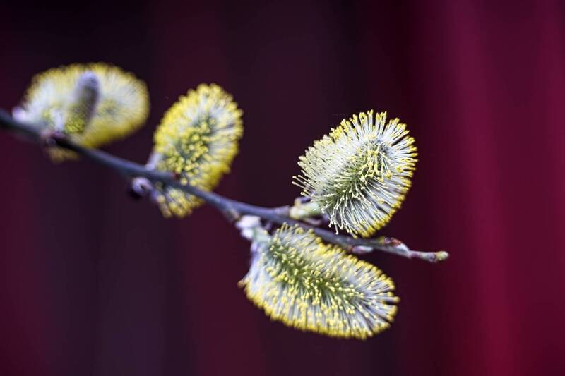 *** фото превью