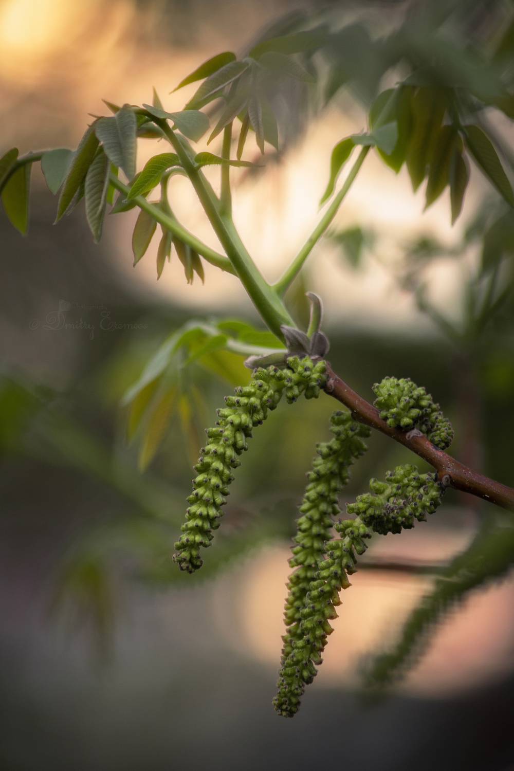 грецкийорех, природа, ветвь, Дмитрий Еремеев