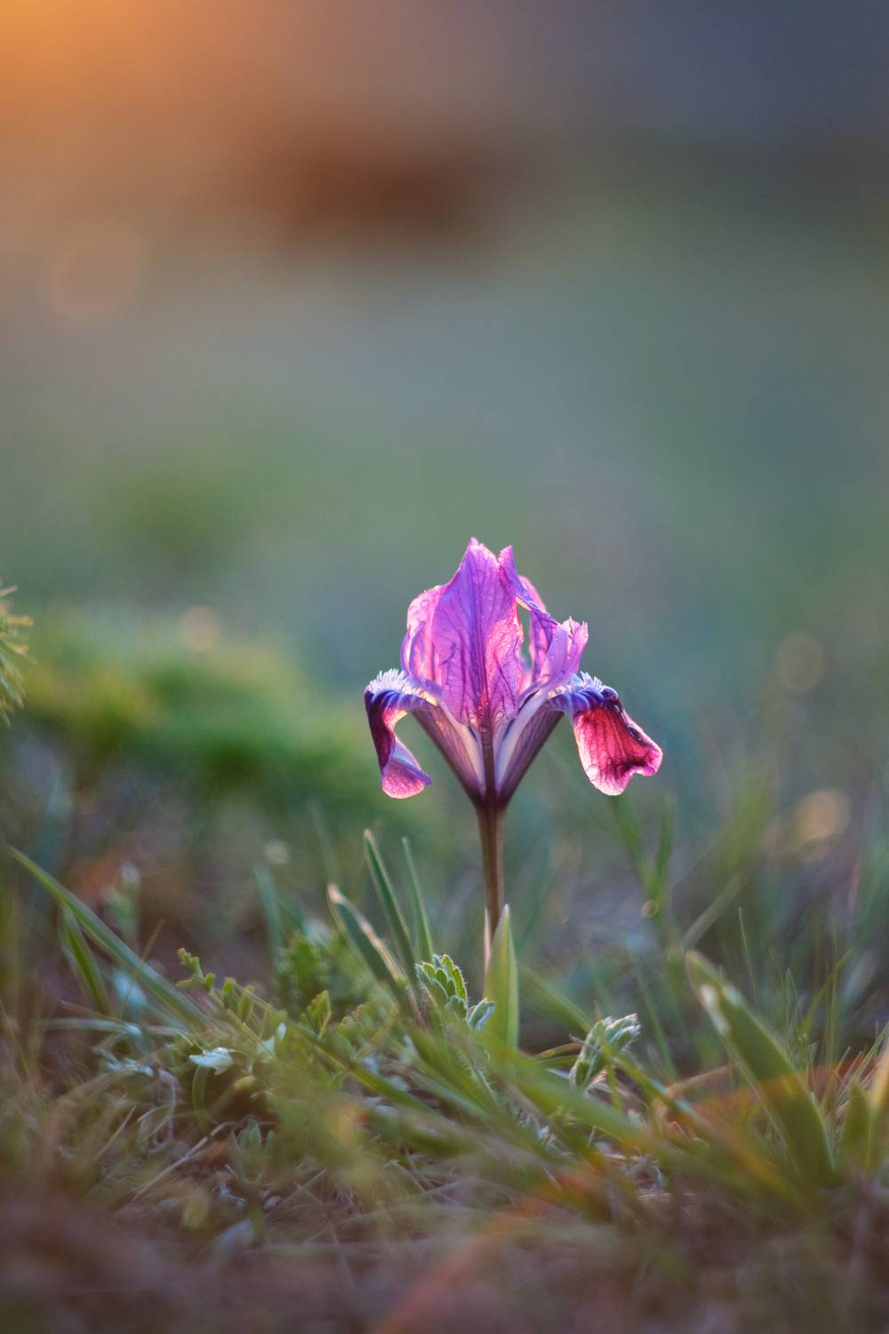 , Виктор Лебедь