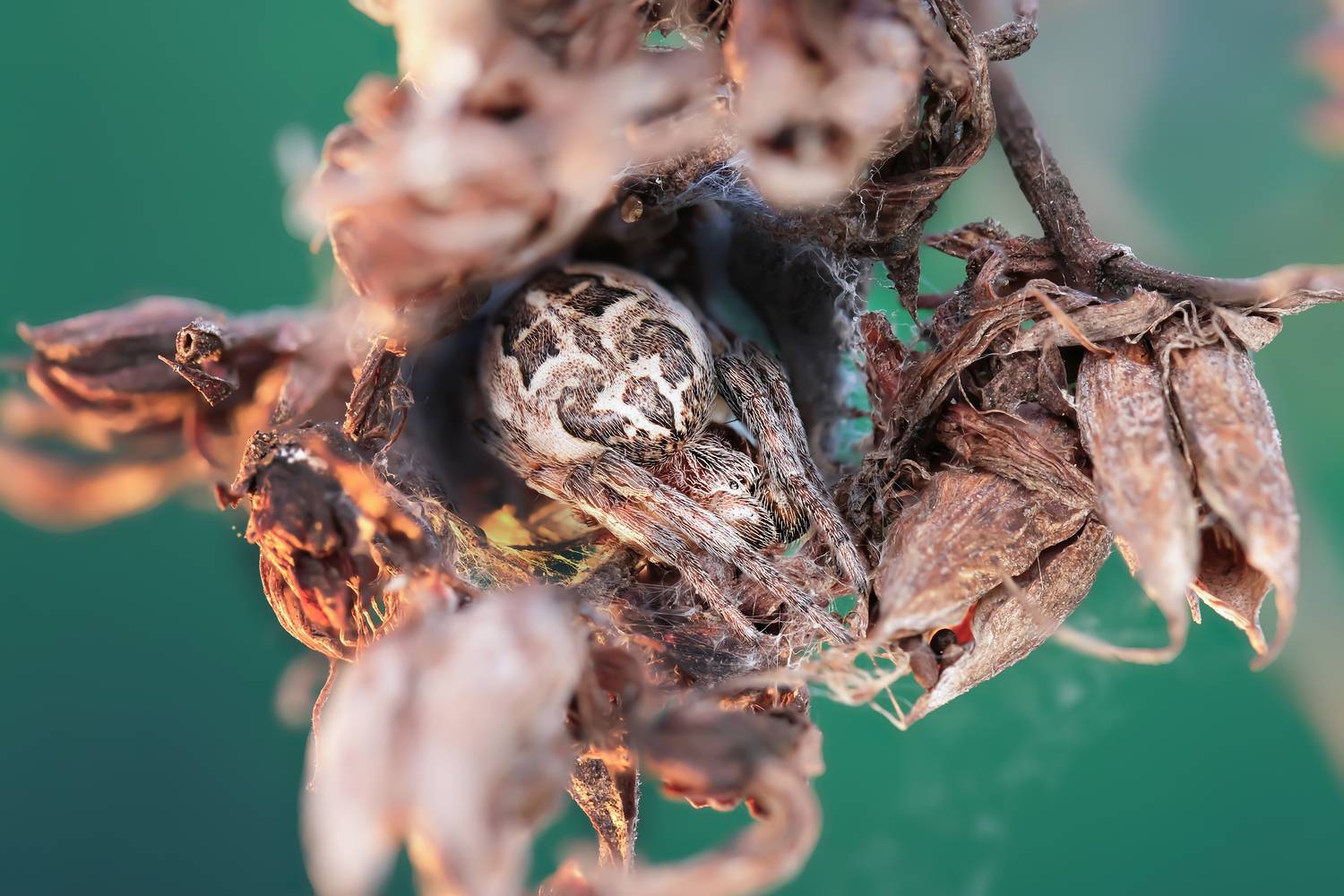 , Васильев Роман