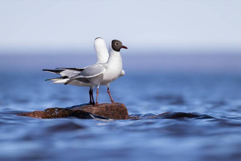 озерные чайки, чайки, птицы Озерные чайки фото превью