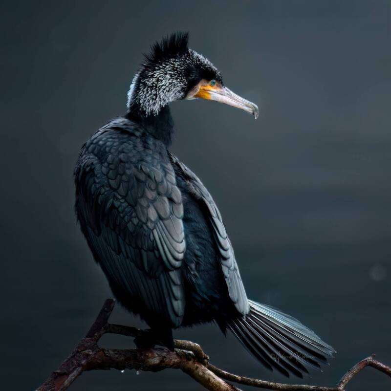 В чащах юга ... фото превью