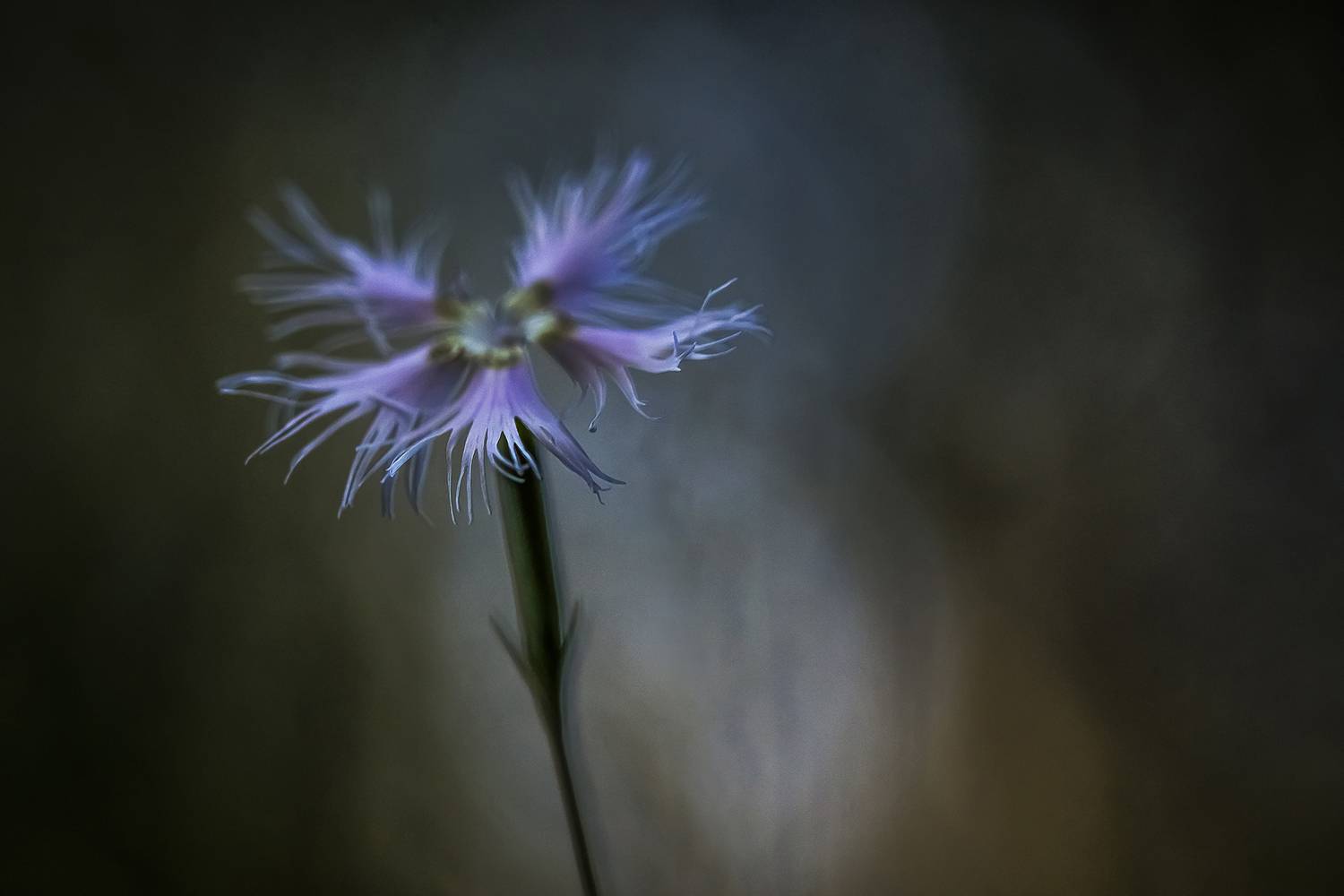 nature, botany, close up, bokeh, flower, Andr&eacute;s Emilio