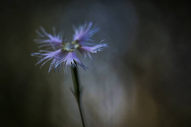 nature, botany, close up, bokeh, flower Dianthus фото превью