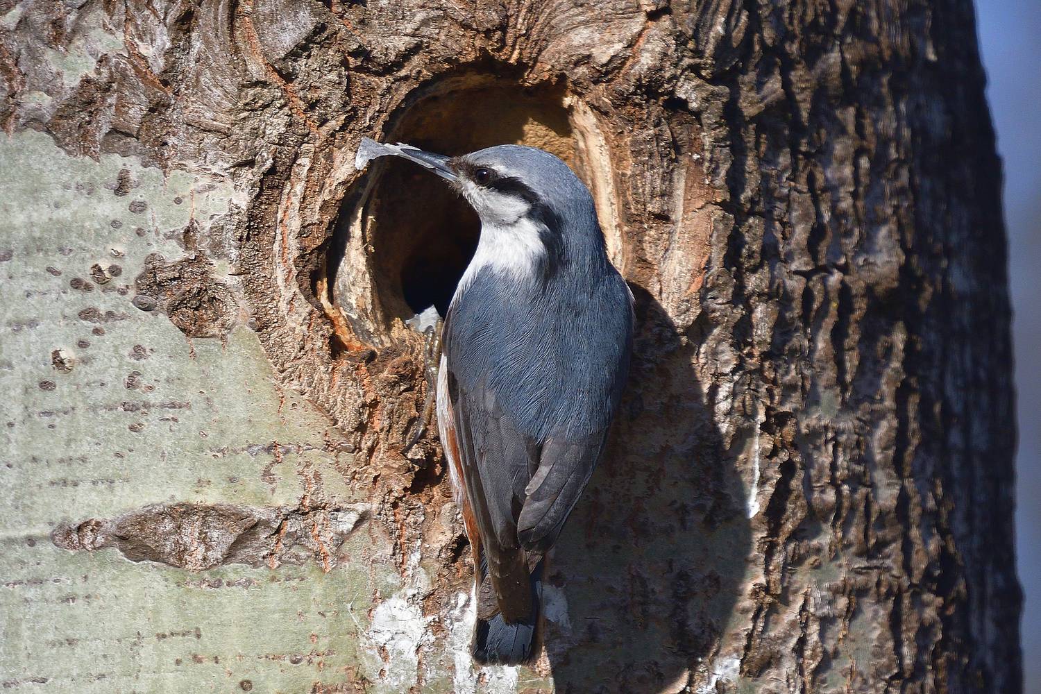 , Корнейчук Игорь