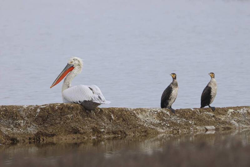 пеликаны, бакланы Зависть.. фото превью
