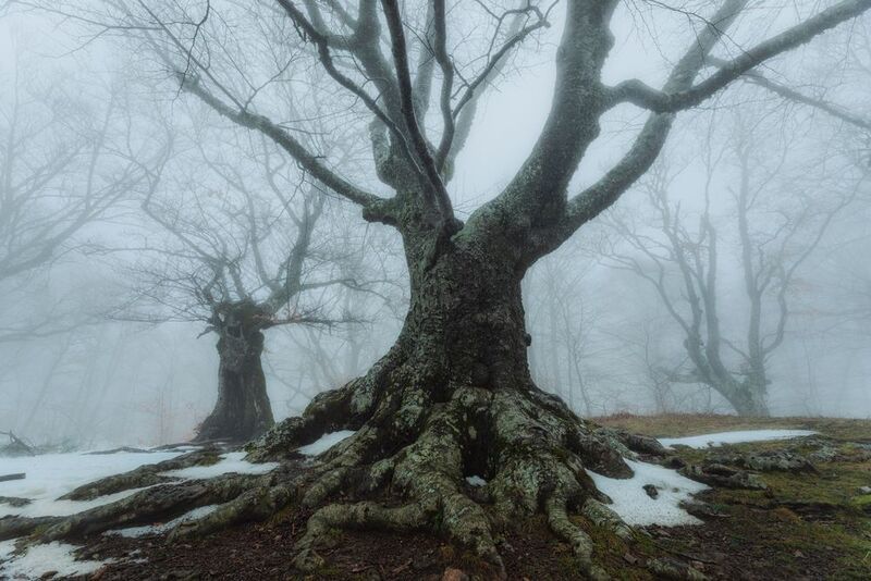 ангарский_перевал, путешествие_по_крыму, к В тёмно-синем лесу фото превью