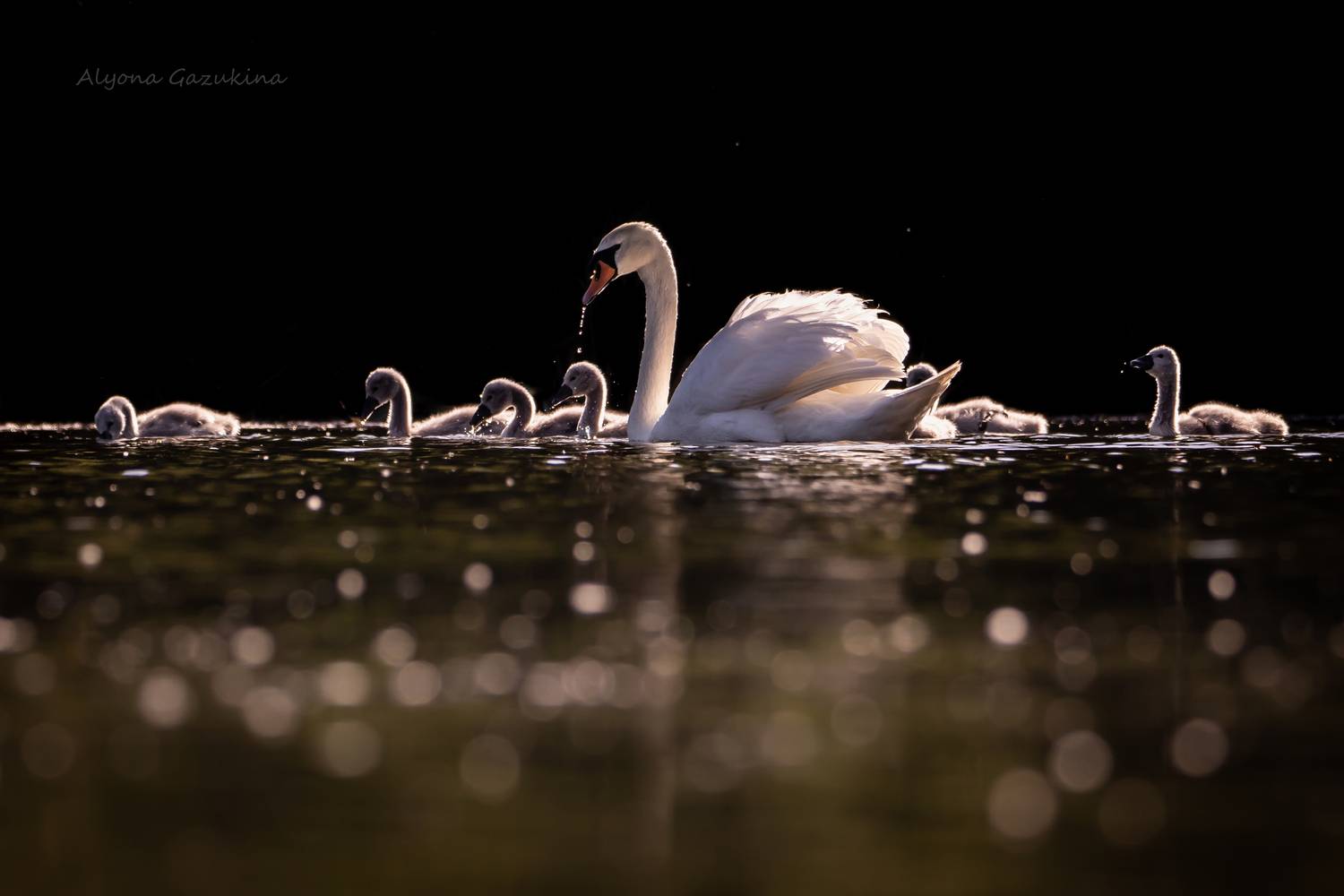 , Алёна Газукина