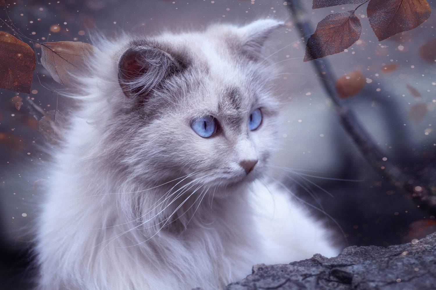 кошка, Александр Канцур