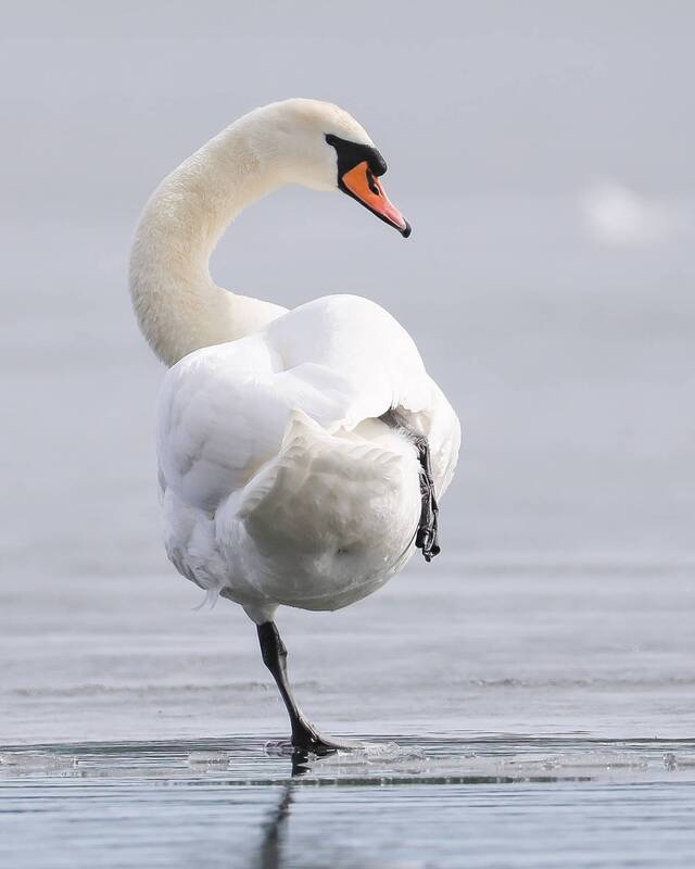 Лебедь-шипун фото превью