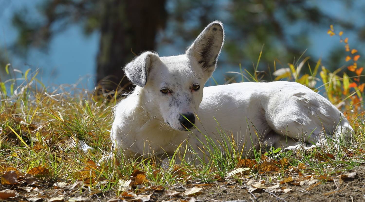 , Владимир Русских