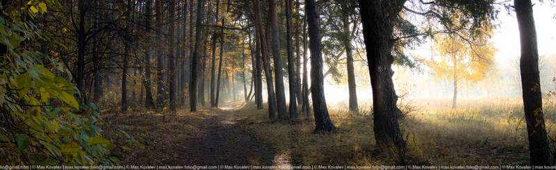kuzminki, moscou, moscow, russia, autumn, birch, day, fog, forest, forest edge, gauze, haze, nature, panorama, park, path, pine, plant, shadow, sunny, tree, trunk, кузьминки, москва, россия, берёза, день, дерево, дымка, лес, опушка, осень, панорама, парк, На опушке фото превью
