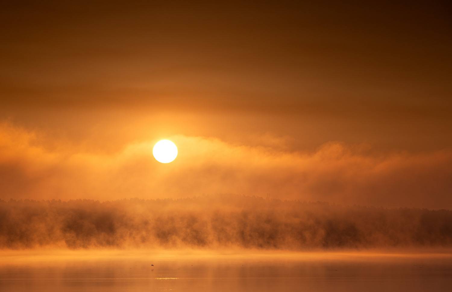 , Гордон Николай