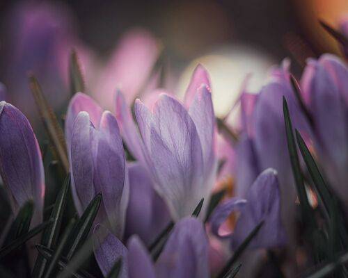 Тихий шепот весны!