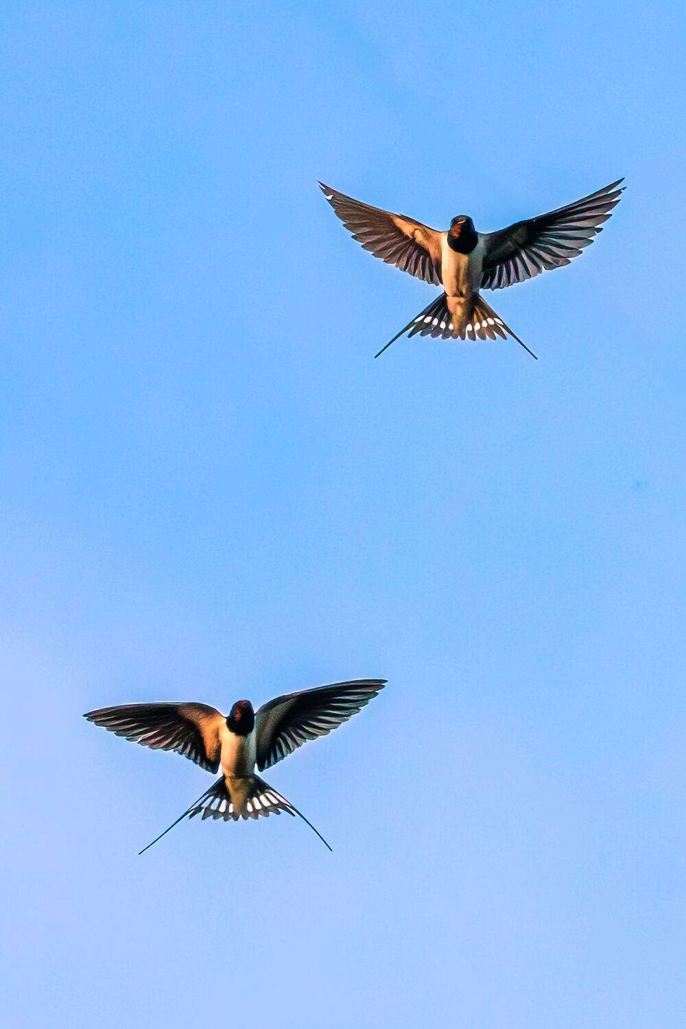Ласточка, Алексей Волков