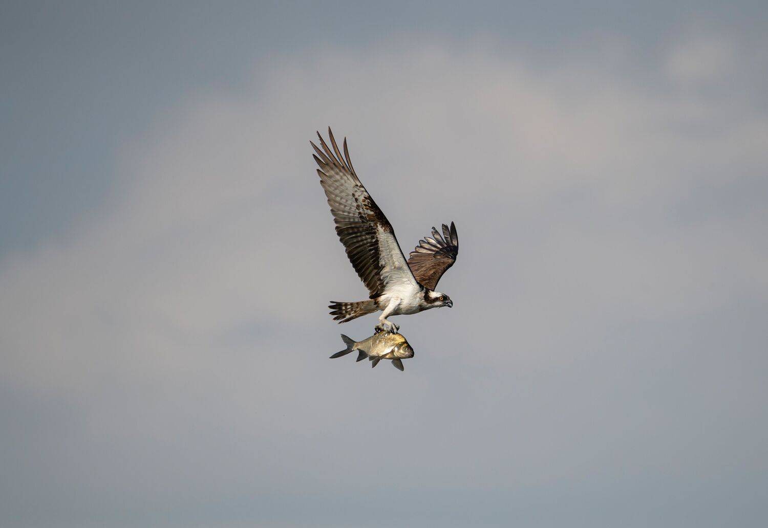 скопа, птица, хищник, дикая природа, дикая природа россии, рыба, охота, финский залив, хищная птица, ленобласть, фауна, полет, bird, wild life, Дмитрий Федорако