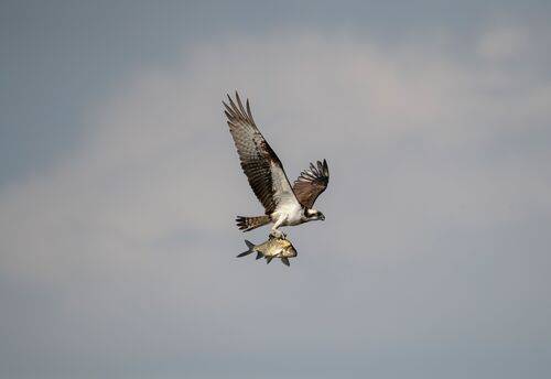 Большой улов! //  Big catch!