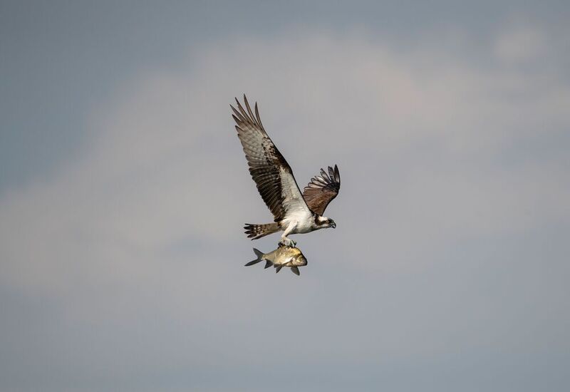 Большой улов! //  Big catch! фото превью