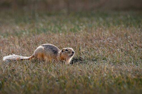 длиннохвостый суслик