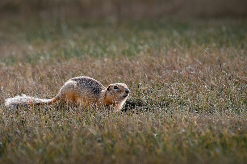 суслик, грызун, Алтай длиннохвостый суслик фото превью