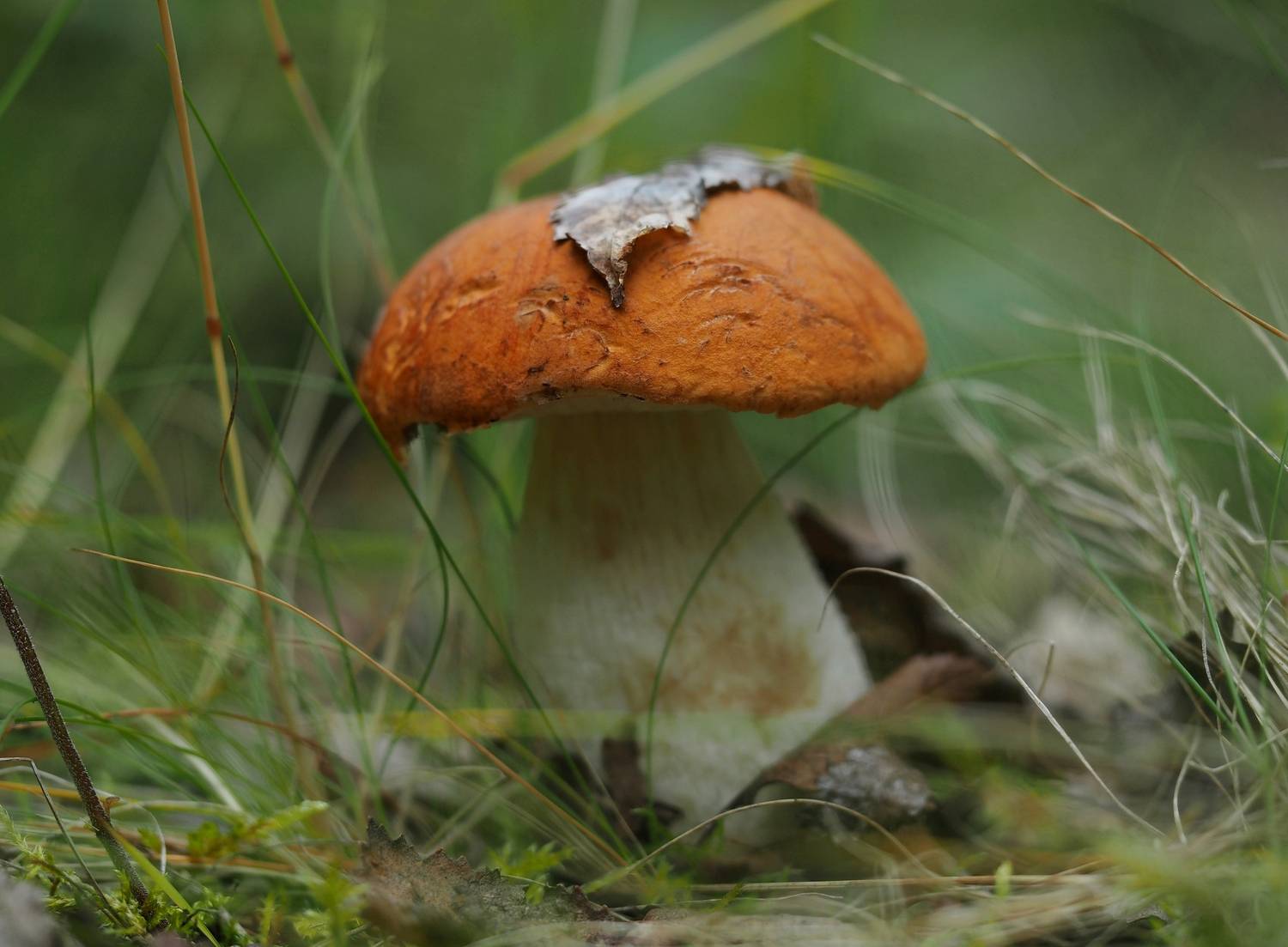 , Яковлев Евгений