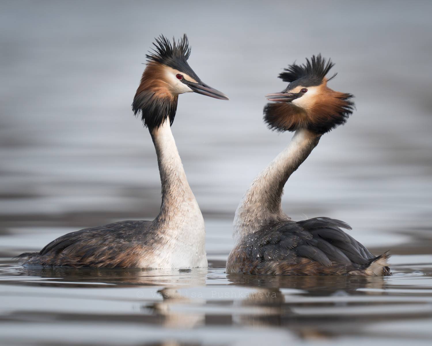 Большая поганка, Чомга, Птица, Пушкарева Василиса