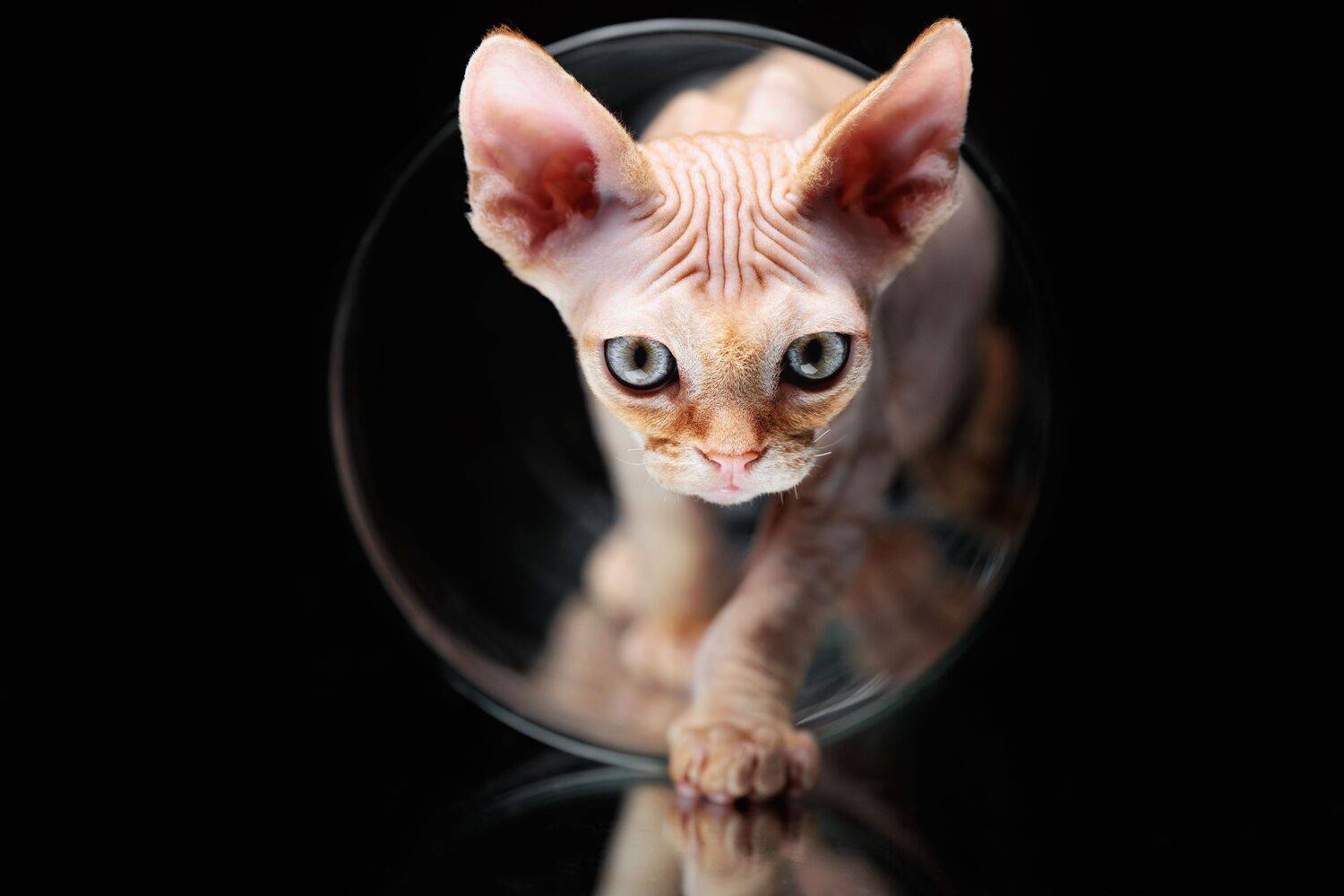 cat, Зубкова Юлия