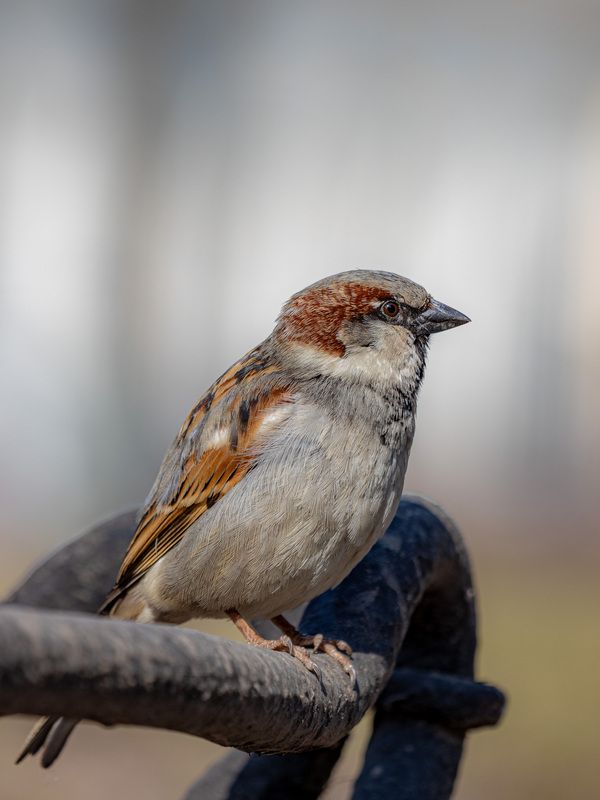 Птицы, весна, birds, photo, nature, воробей Angry birds фото превью