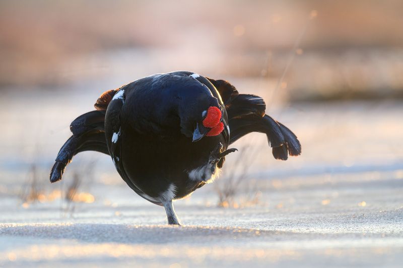 Тетерев, птицы, токование, лес, природа, фотоохота, утро, болото Тетерев фото превью