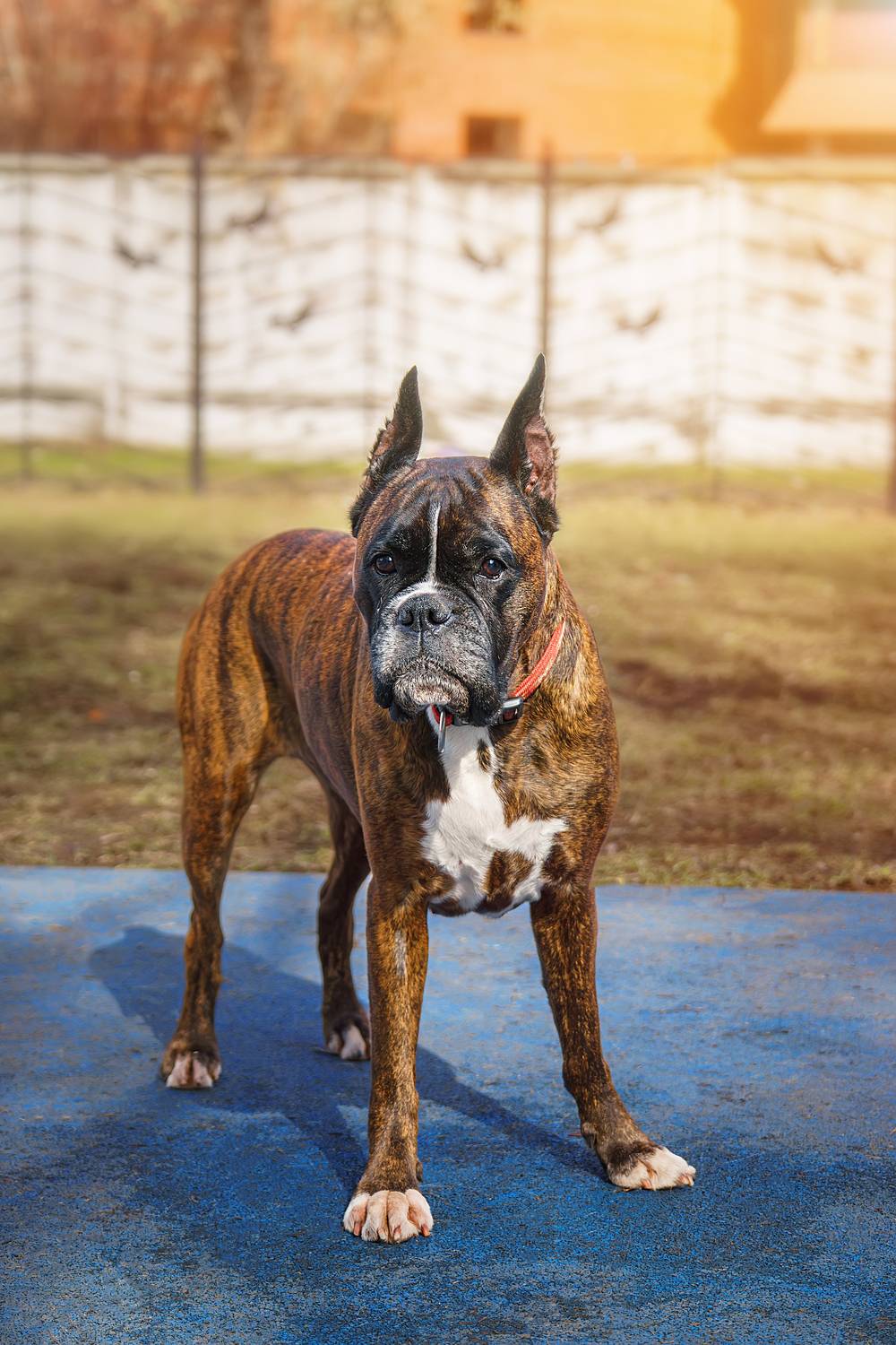 , Корнеев Алексей