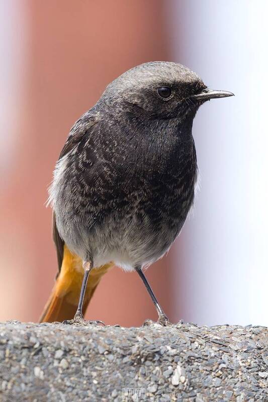 горихвостка-чернушка, горихвостка Горихвостка-чернушка. фото превью