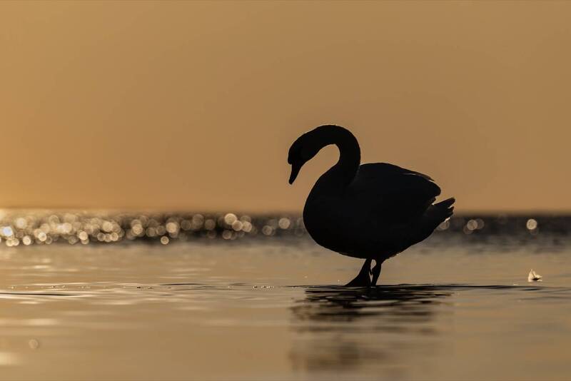 шипун, лебедь, лебедь-шипун, птицы, финский залив, лебедь шипун, закат, силуэт  фото превью