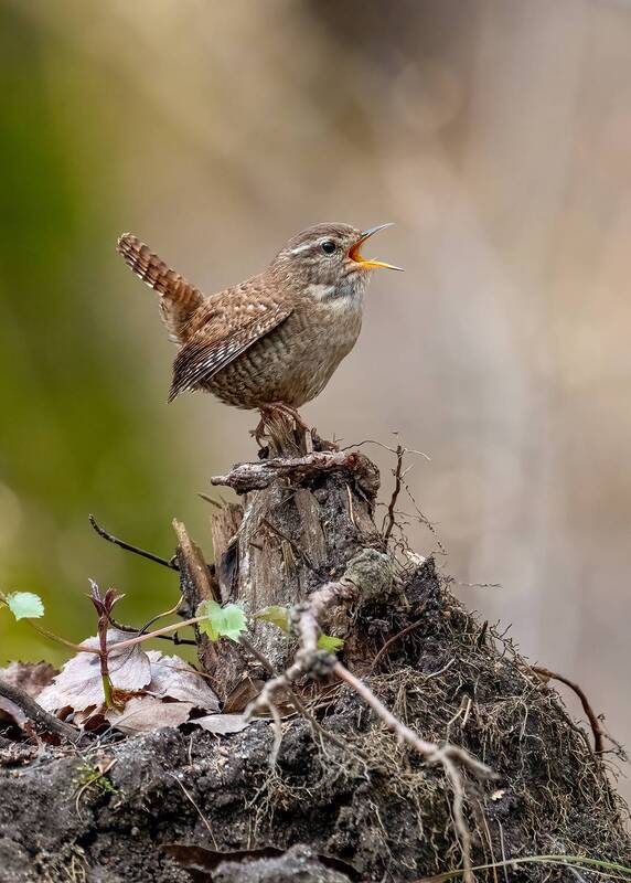 Крапивник фото превью