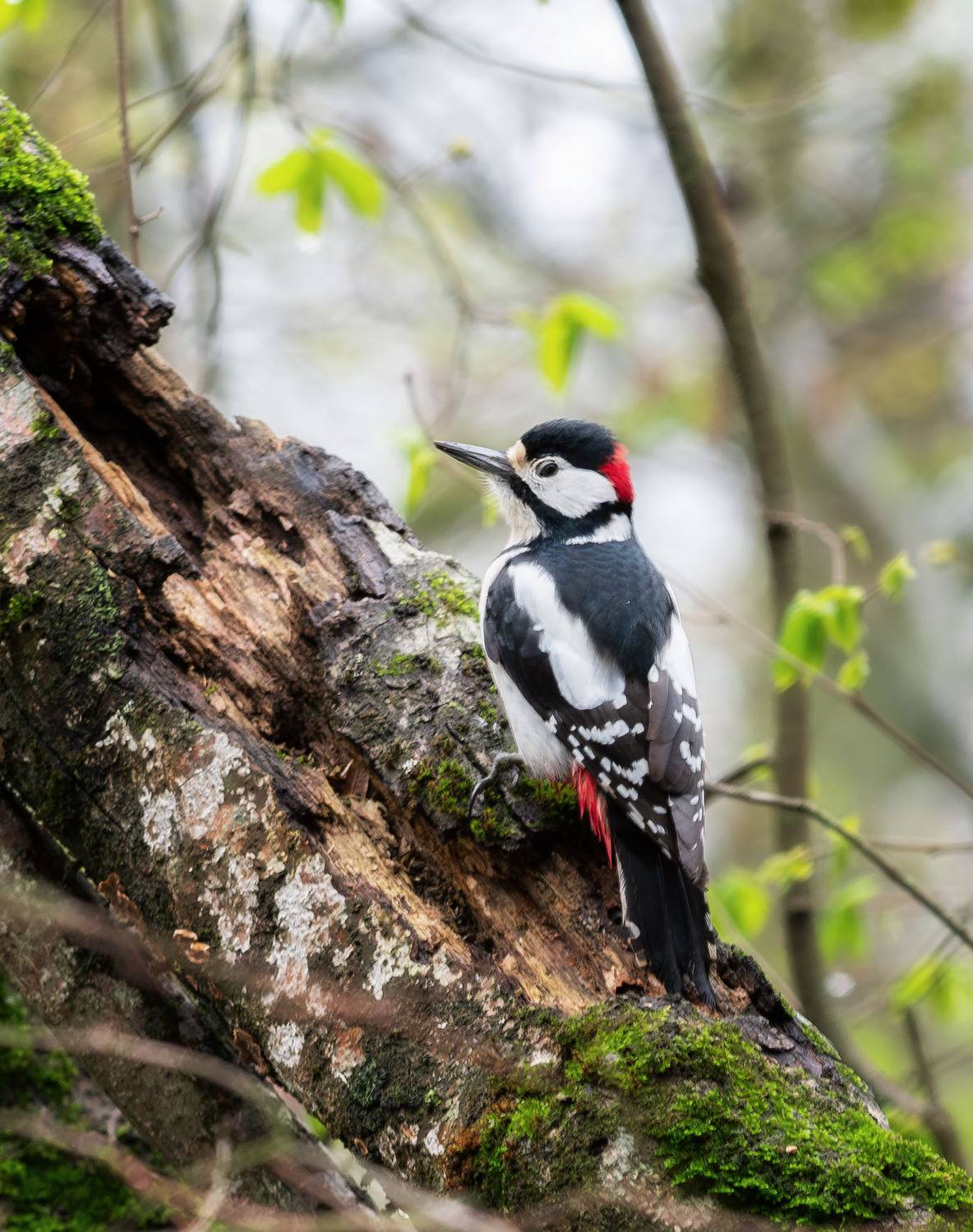 , Шевченко Юрий