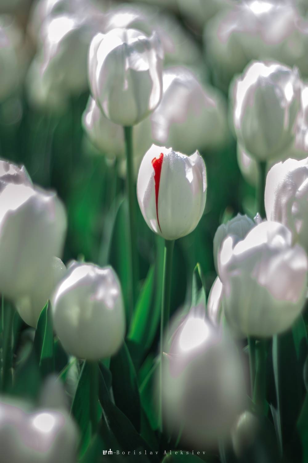 red, green, white, tulip, flower, Алексиев Борислав