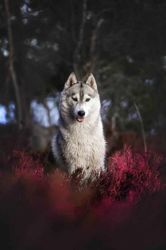 ..... фото превью