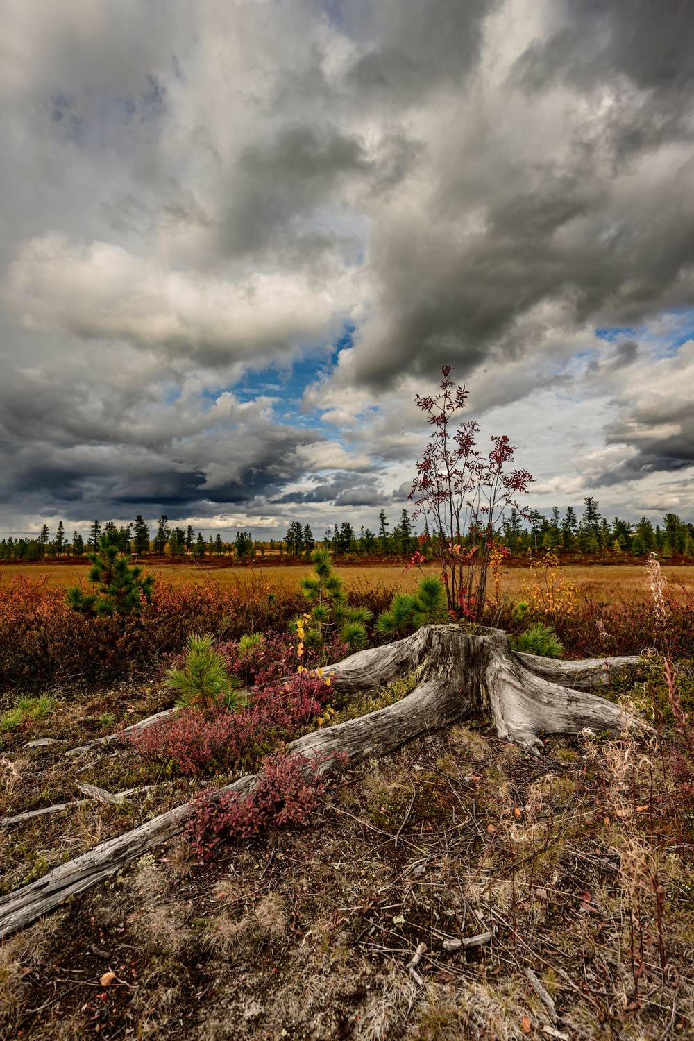 пейзаж, небо, пень, дерево, тундра, живем на севере, ямал, янао, надым, Сторожев Олег