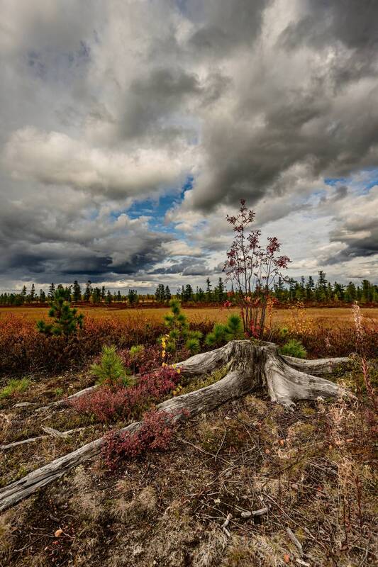 пейзаж, небо, пень, дерево, тундра, живем на севере, ямал, янао, надым Жизнь продолжается фото превью