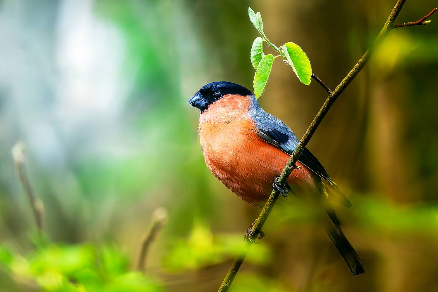 снегирь, Алексей Волков