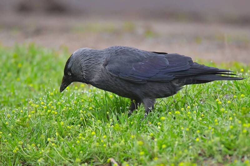 галка, corvus monedula Про галок фото превью
